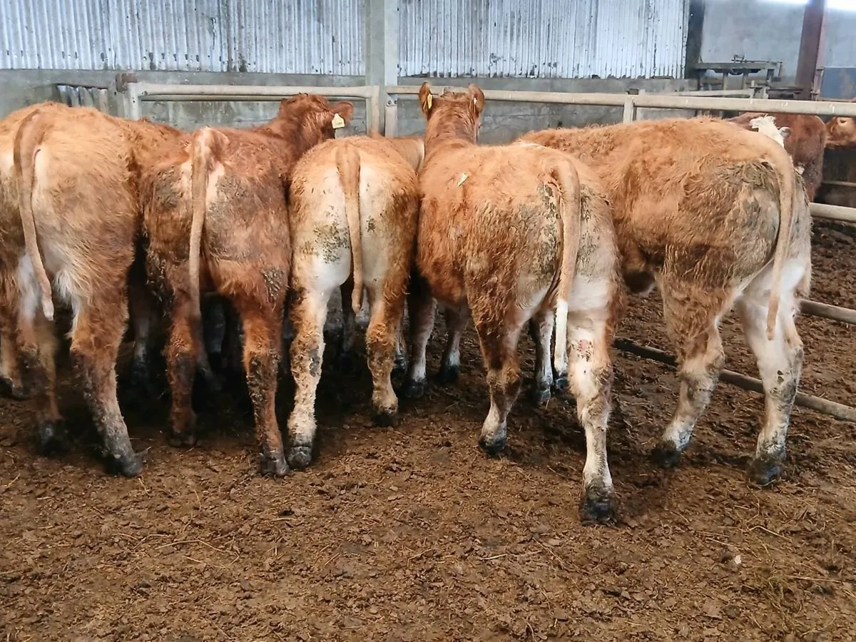 8 Top Quailty  Heifer's for sale - Image 1