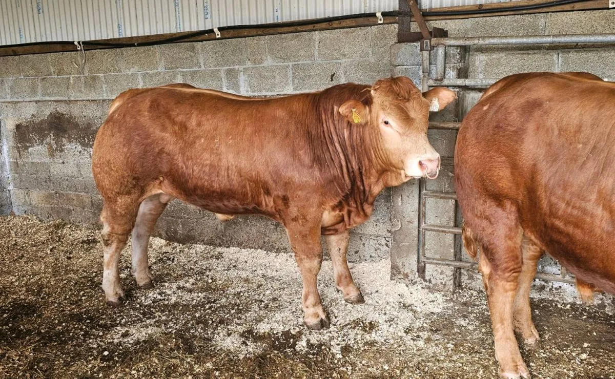 Top Quality Pedigree Limousin Bulls - Image 2