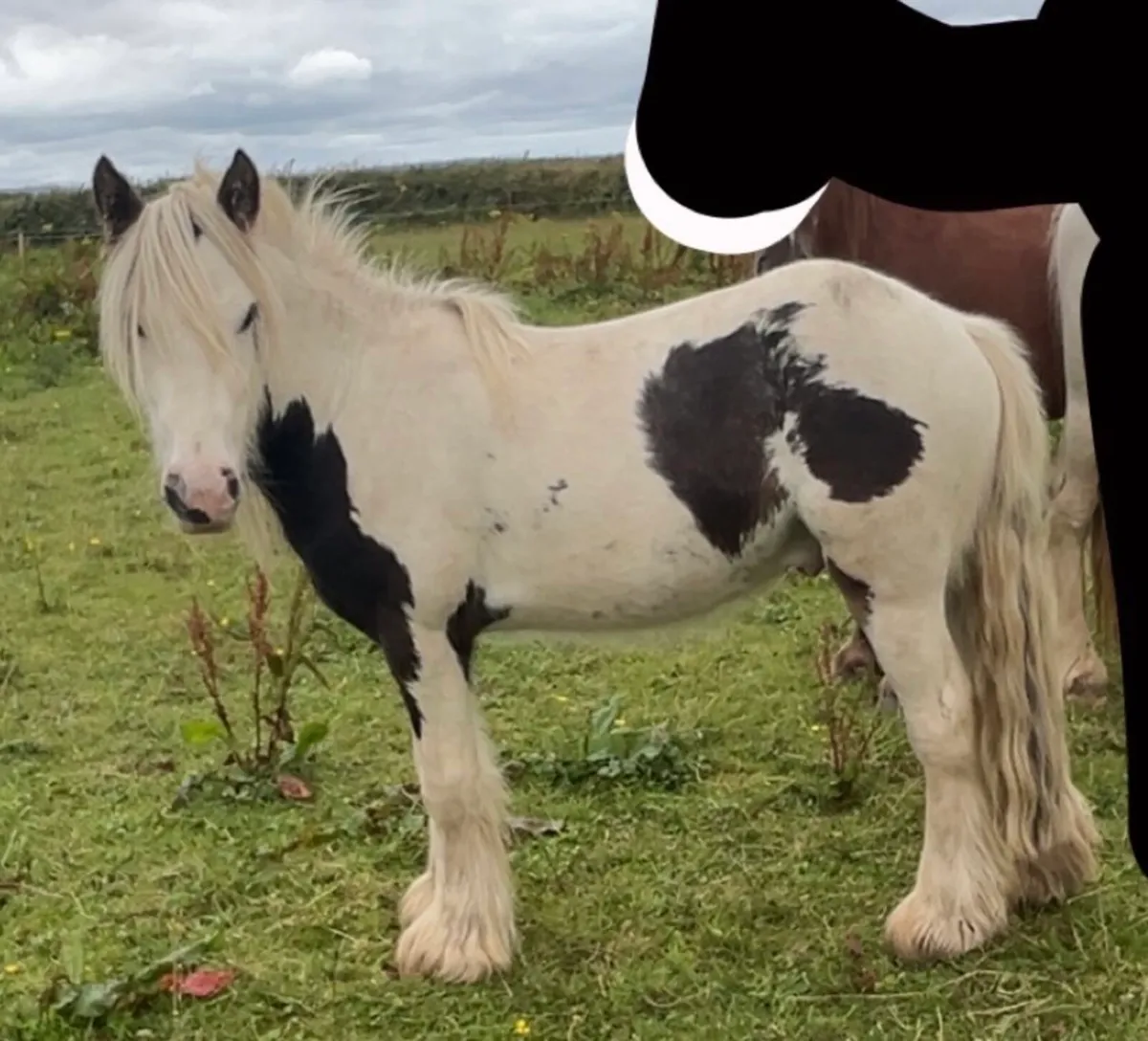 Teaser for sale - Image 2