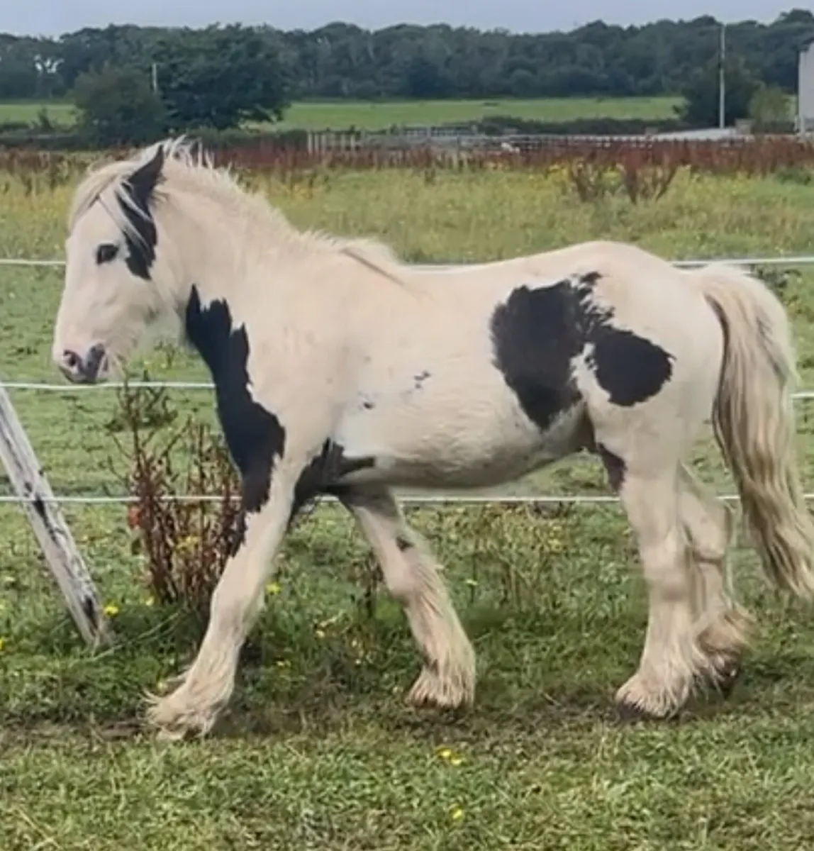 Teaser for sale - Image 1