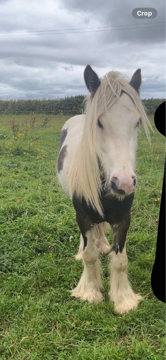 Teaser for sale - Image 3