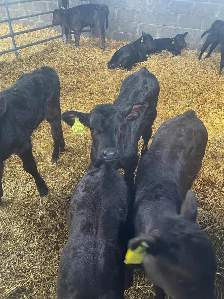 AA Calves - Image 1