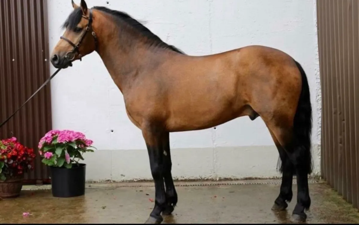 Prince Richard @ Stud