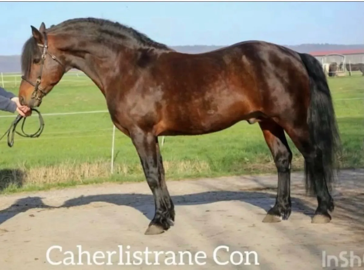 Caherlistrane Con @ stud