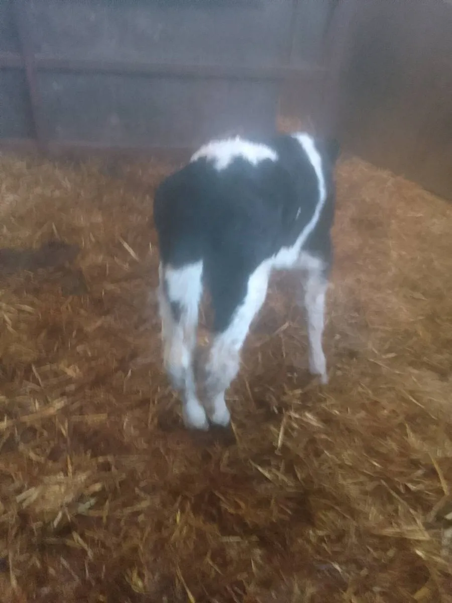 Calf - Image 2