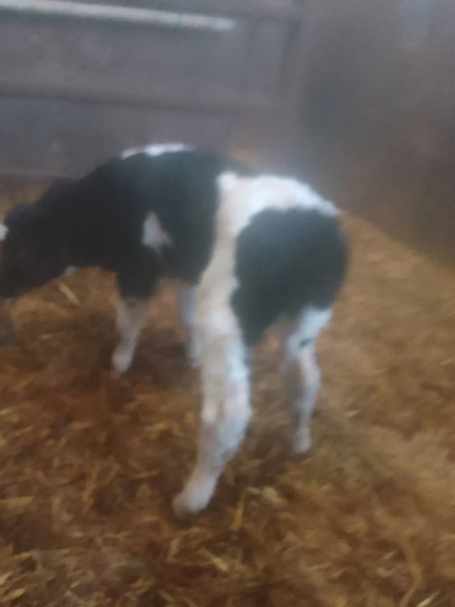 Calf - Image 3