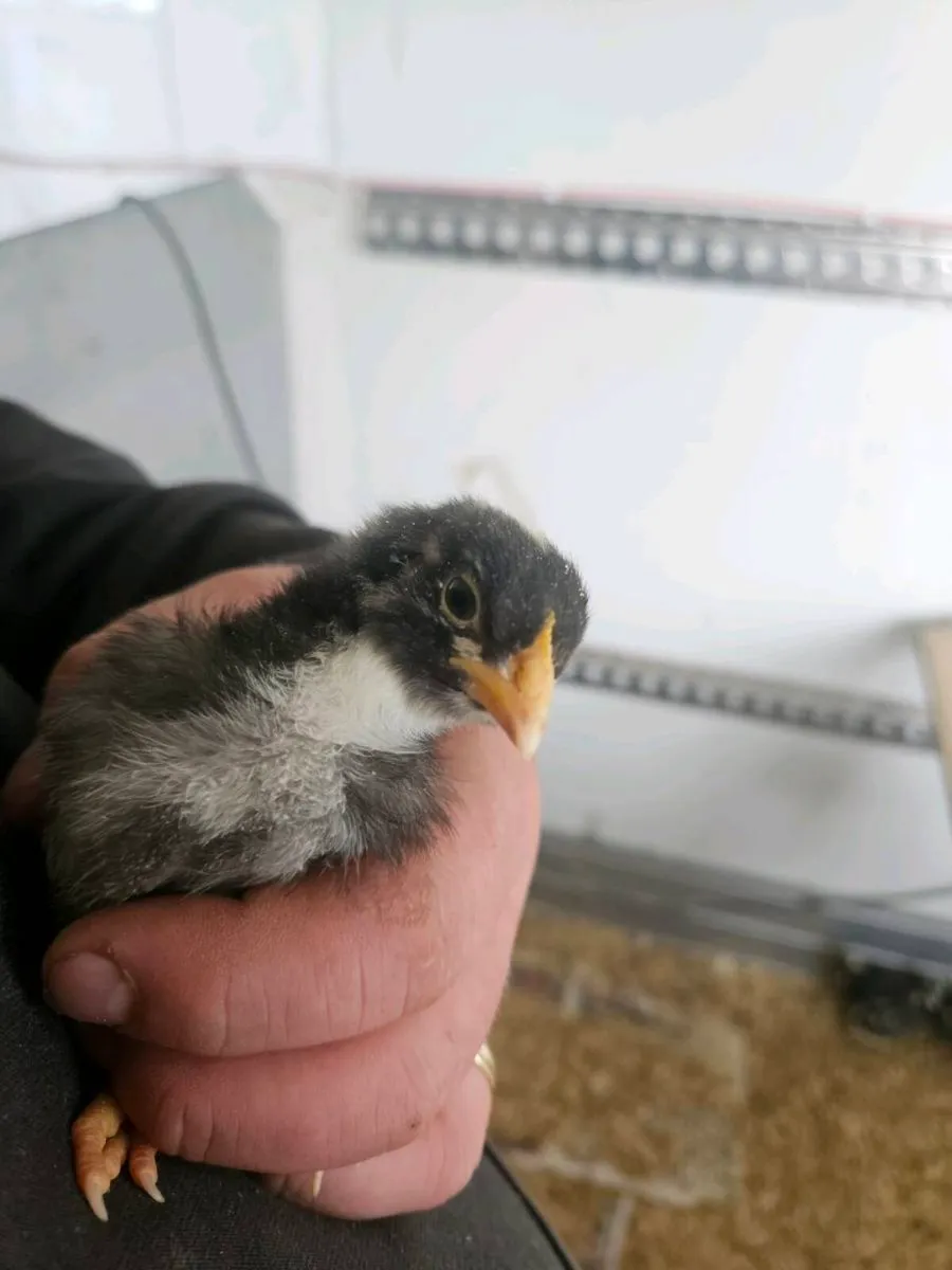 Cuckoo maran chicks - Image 1