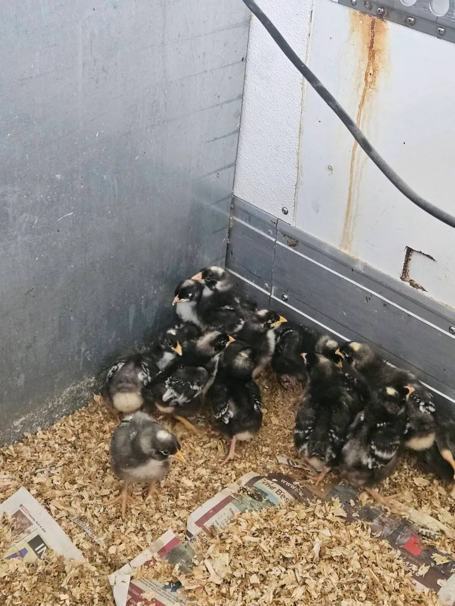 Cuckoo maran chicks - Image 4