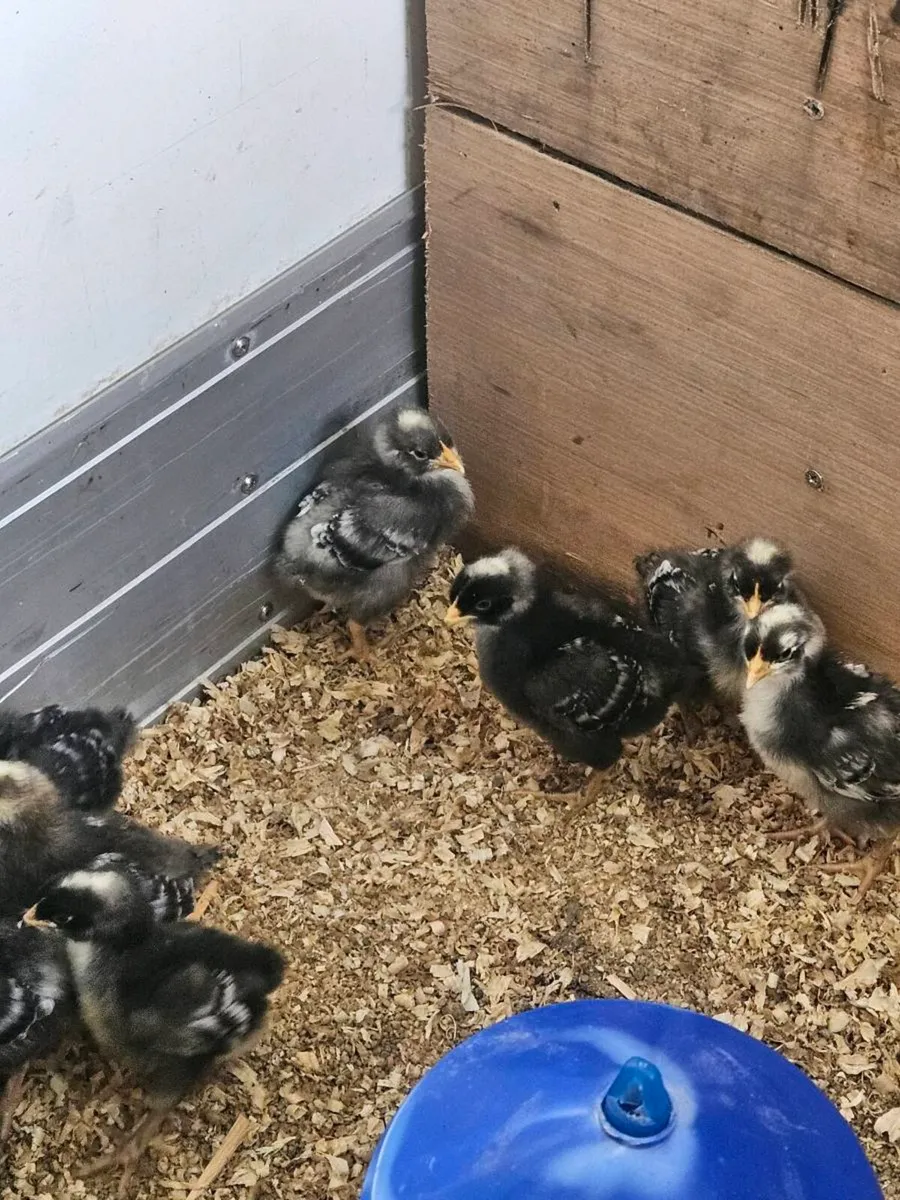 Cuckoo maran chicks - Image 3