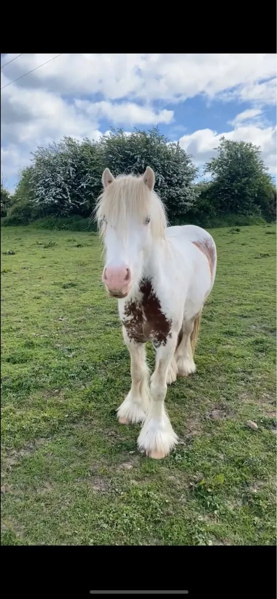 🩵timmy blue eyes🩵 - Image 1