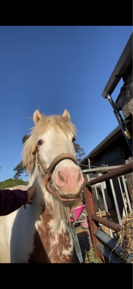 🩵timmy blue eyes🩵 - Image 4