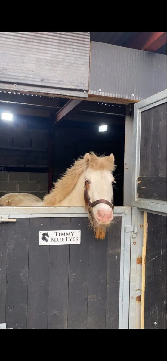 🩵timmy blue eyes🩵 - Image 2