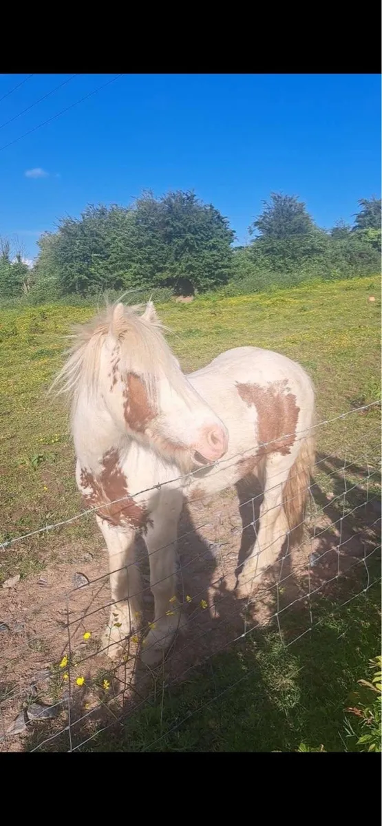 🩵timmy blue eyes🩵 - Image 3