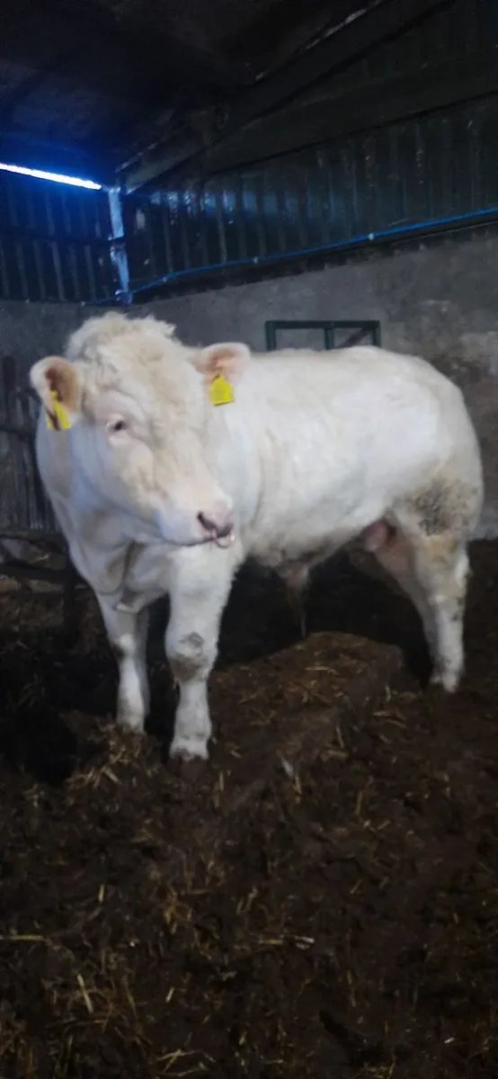 Pedigree Charolais Bull - Image 3