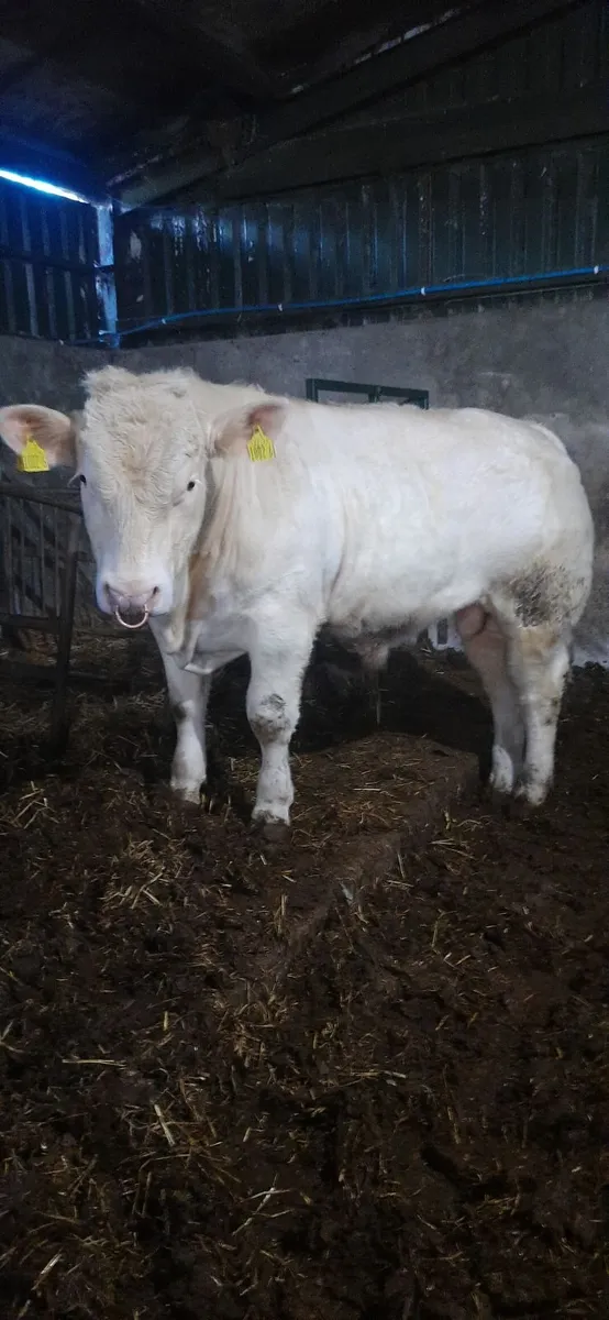Pedigree Charolais Bull - Image 4