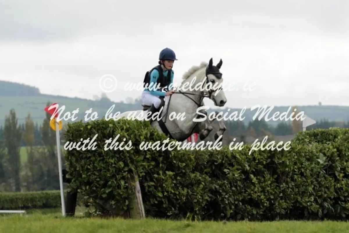 14,1 Connemara pony - Image 2