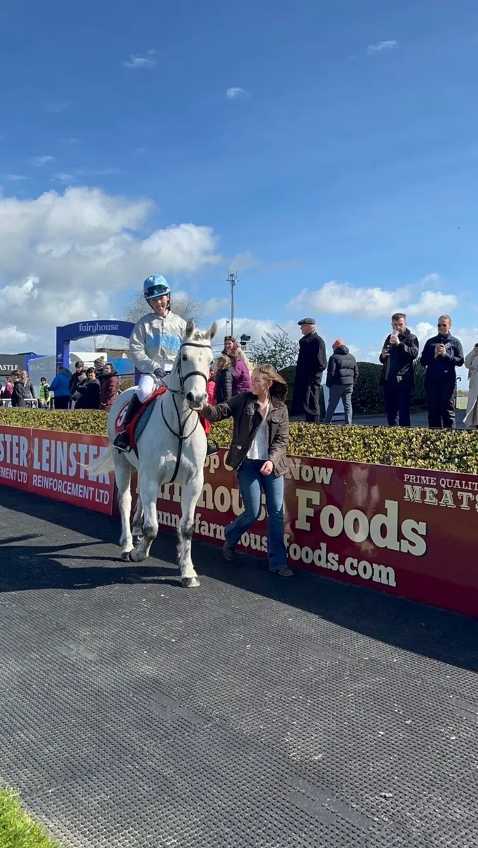 14,1 Connemara pony - Image 3