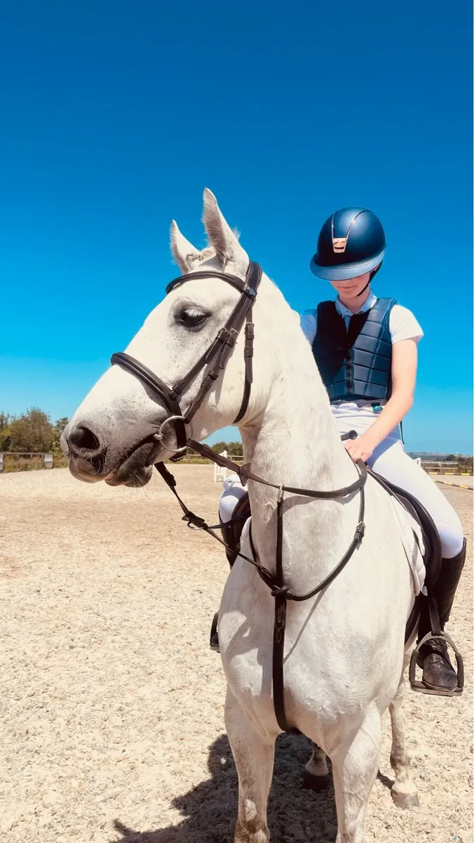 14,1 Connemara pony - Image 4