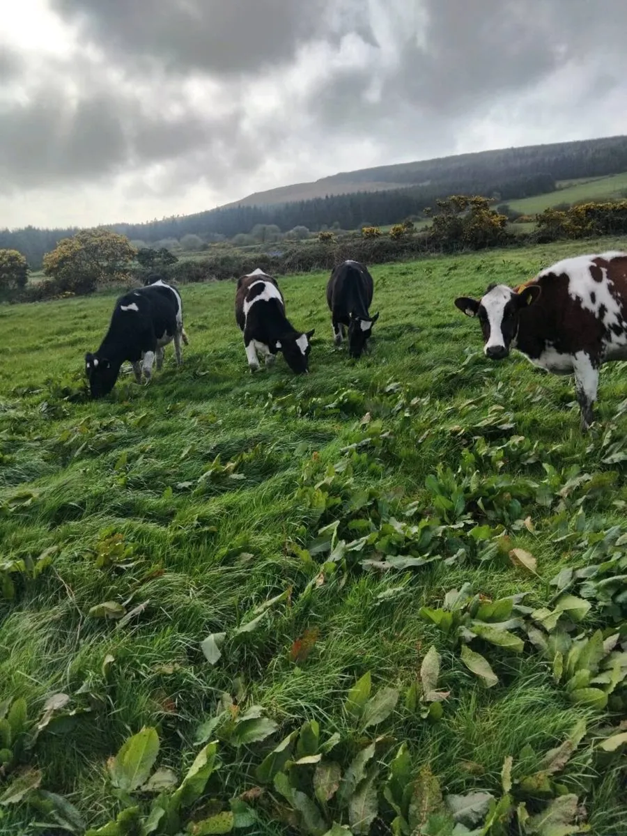 Maiden freisian heifers - Image 1