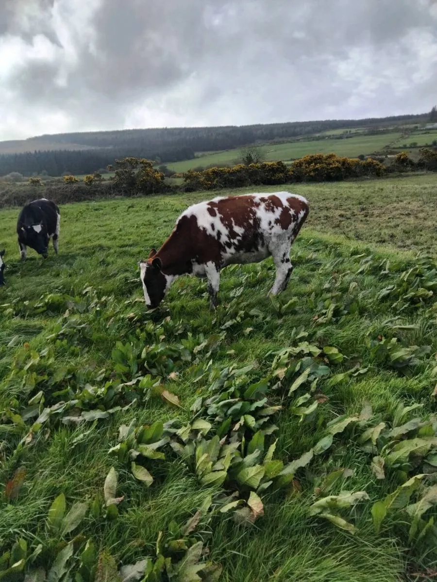 Maiden freisian heifers - Image 2