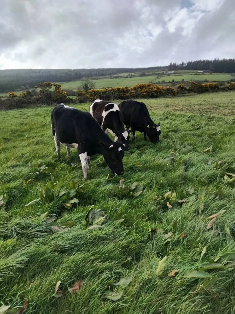 Maiden freisian heifers - Image 3