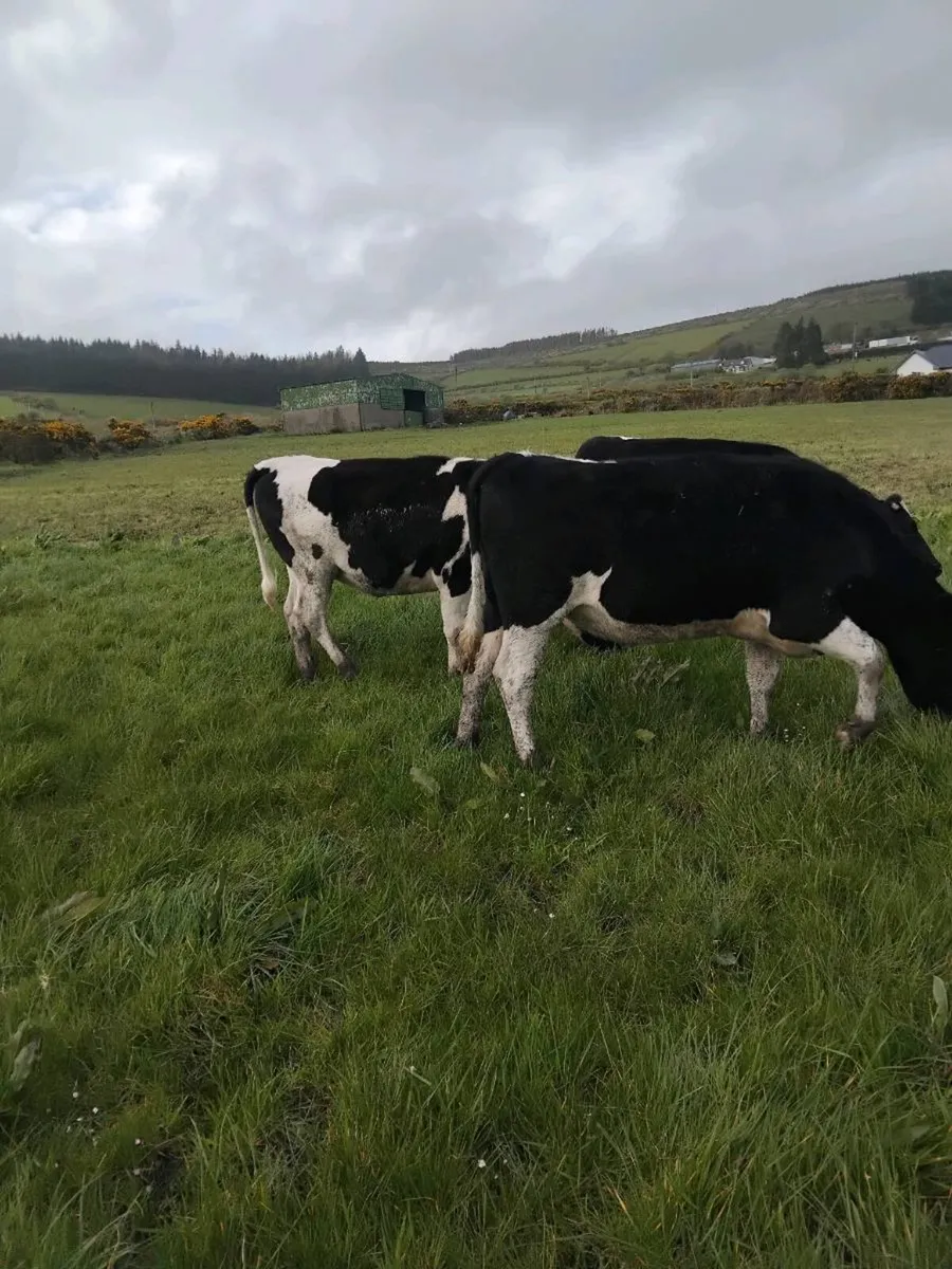 Maiden freisian heifers - Image 4