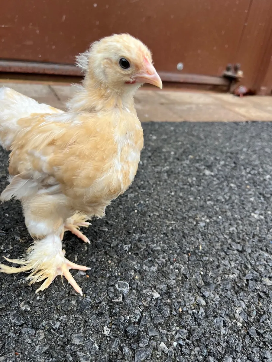 4 week old chicks 🐥 - Image 1