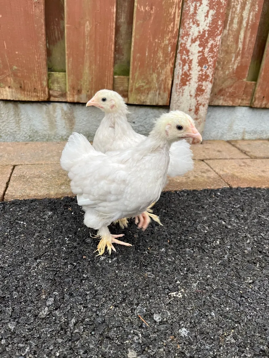 4 week old chicks 🐥 - Image 2