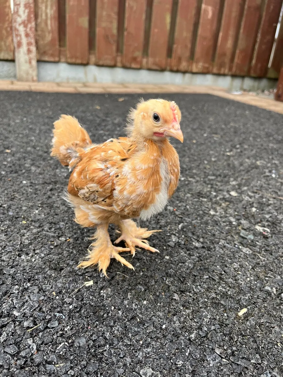 4 week old chicks 🐥 - Image 3
