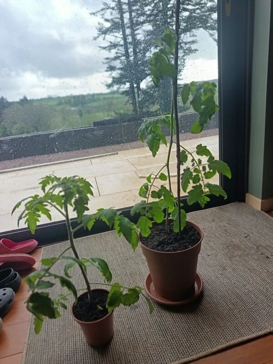 Organic Tomato Plants - Image 3