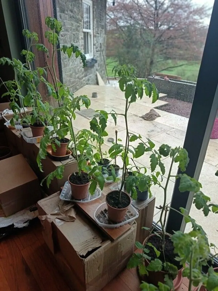 Organic Tomato Plants - Image 4