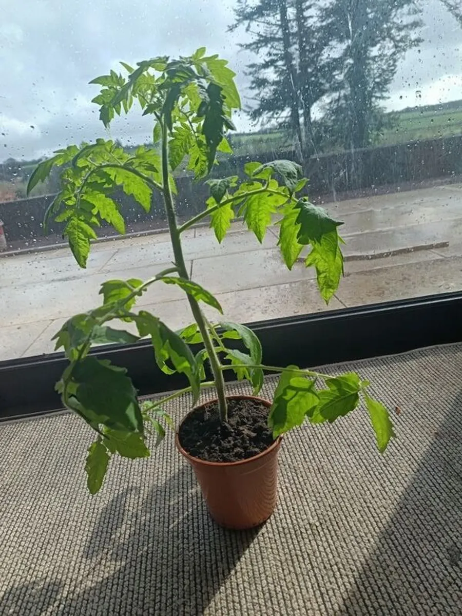 Organic Tomato Plants - Image 1