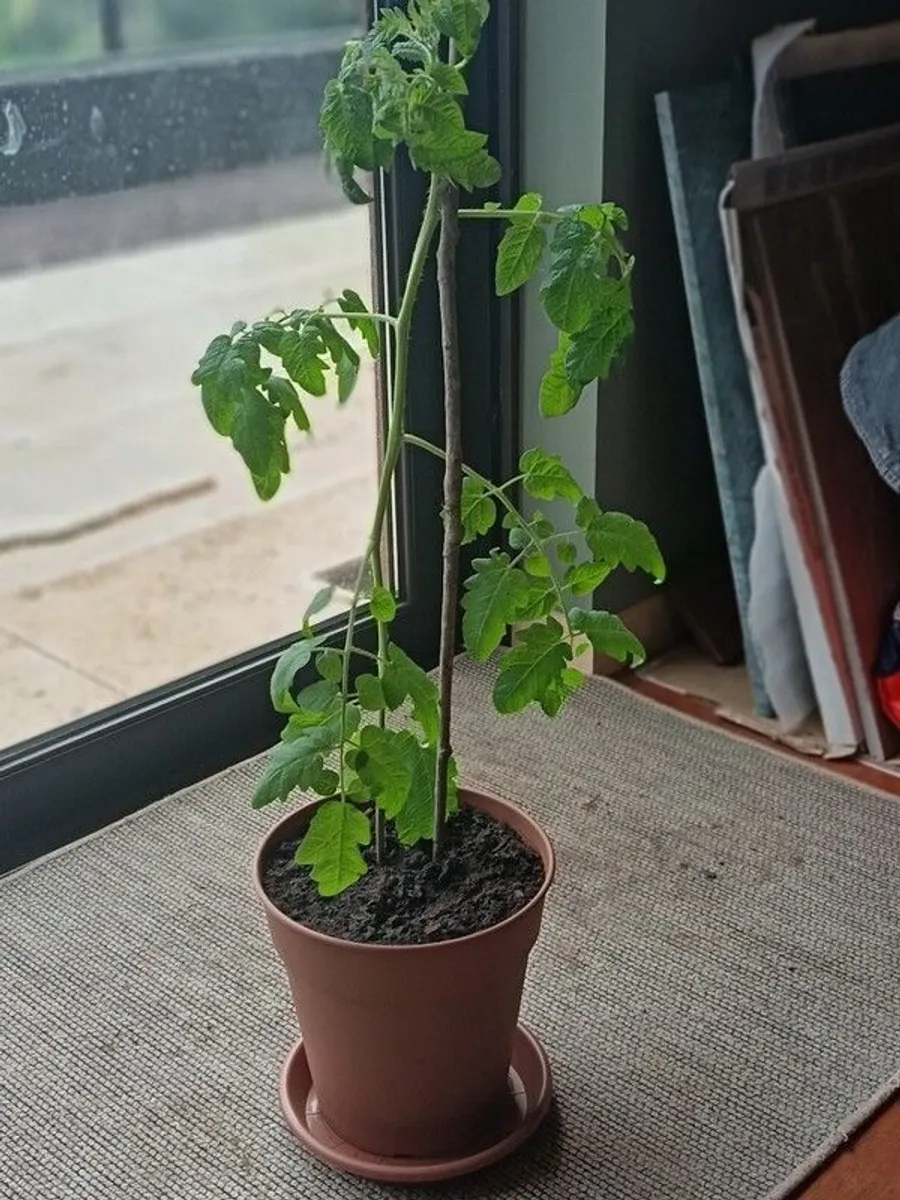 Organic Tomato Plants - Image 2