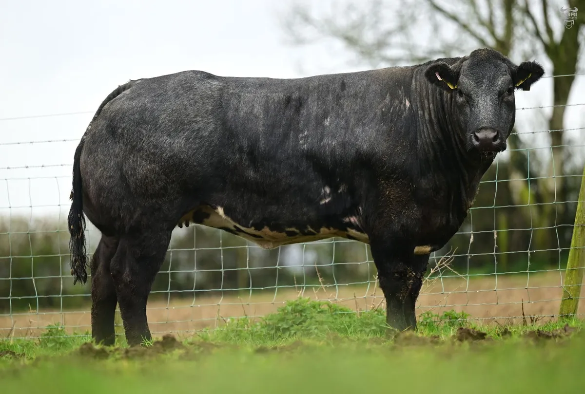 Jalex Select - Image 2