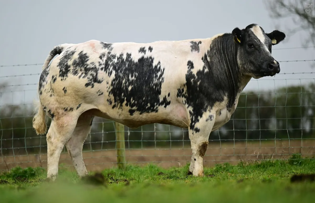 Jalex Select - Image 3