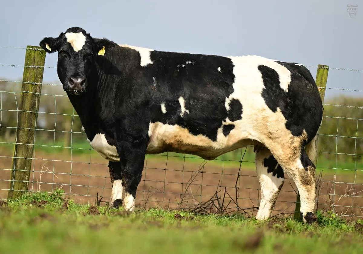 Jalex Select - Image 4