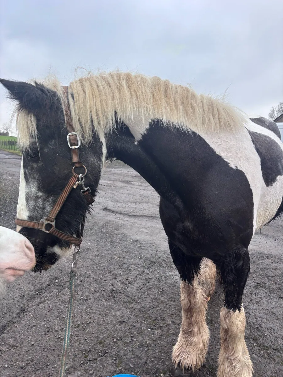 ✨MAGGIE✨ - Image 1