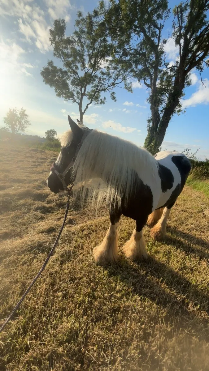 ✨MAGGIE✨ - Image 3