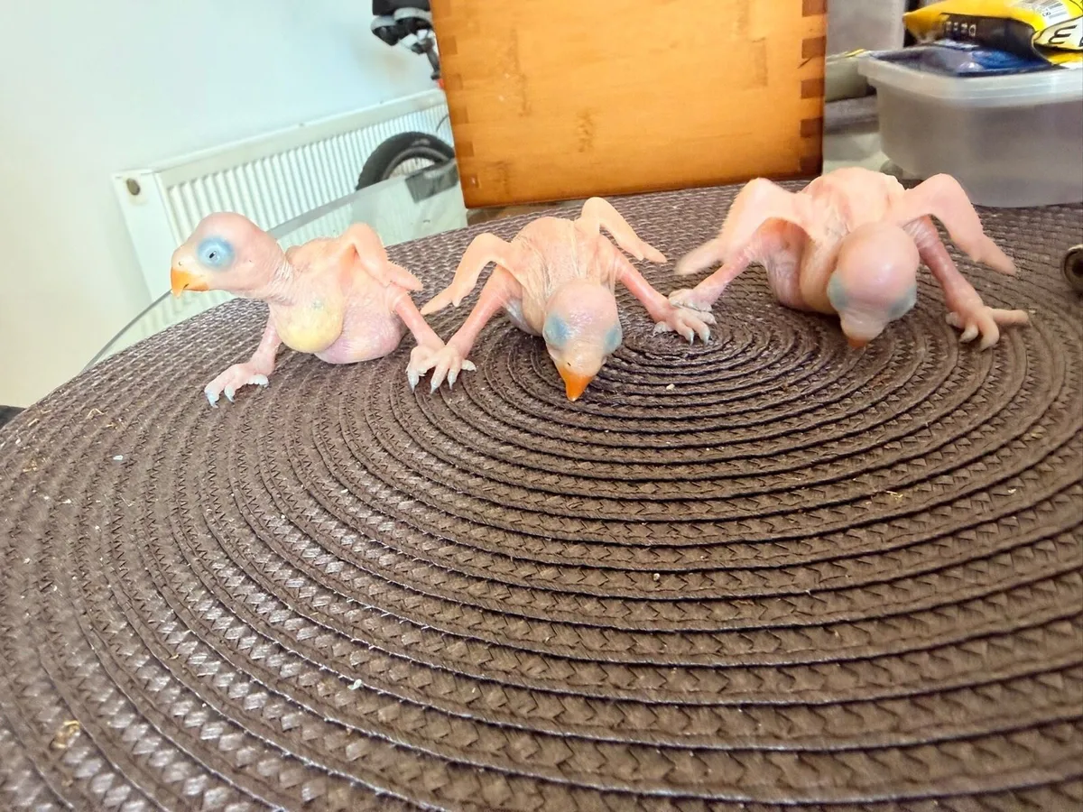 Ringneck and alexandrine parrot chicks - Image 1