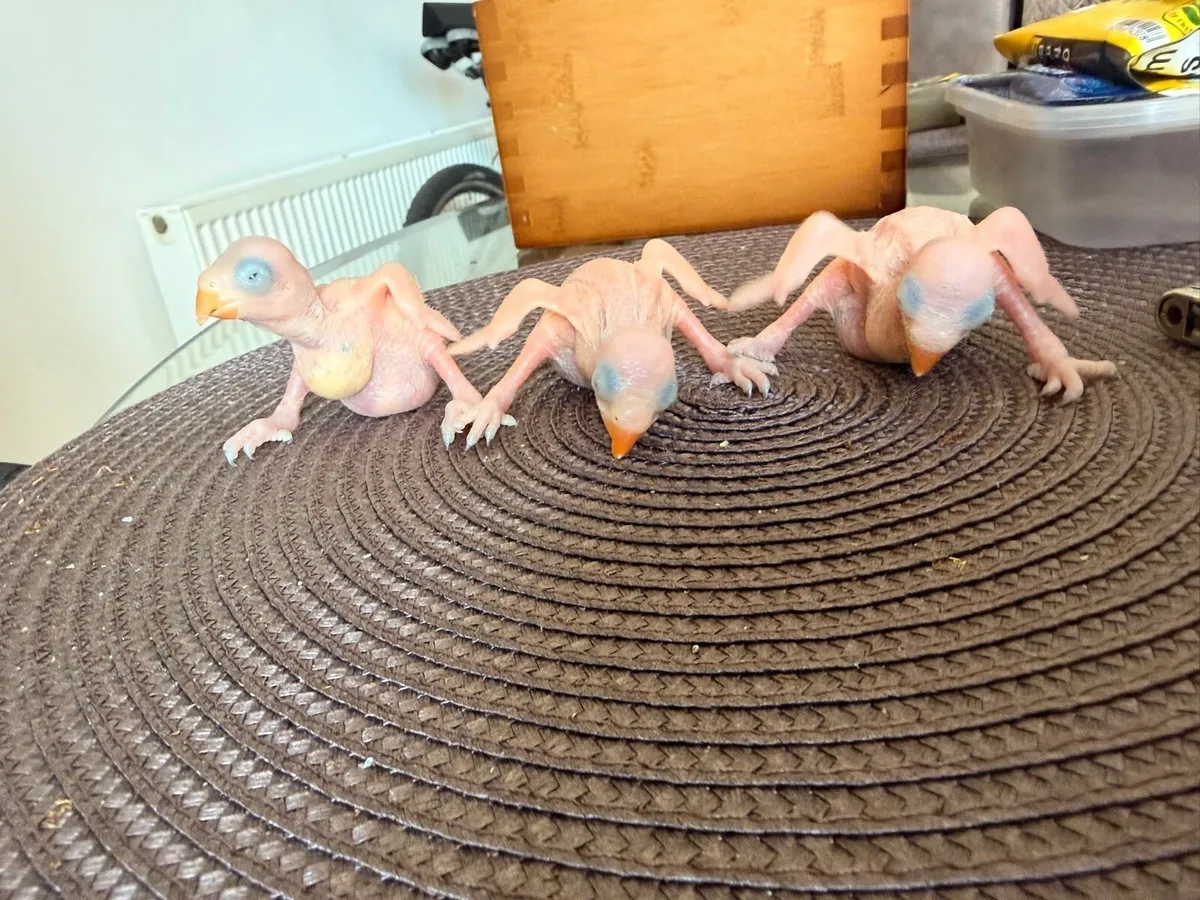 Ringneck and alexandrine parrot chicks - Image 2