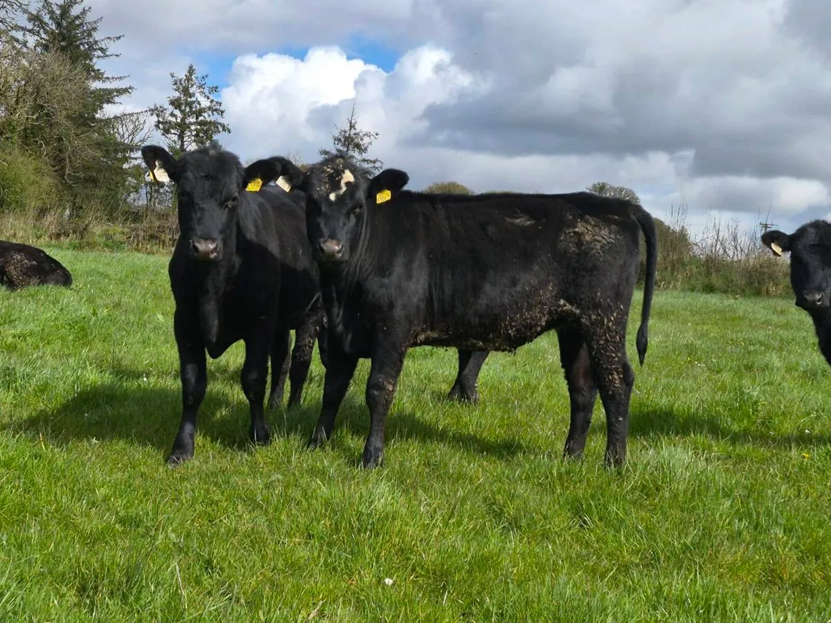 25 Aberdeen Angus Heifers - Image 1