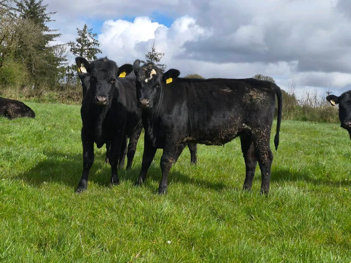 25 Aberdeen Angus Heifers - Image 2