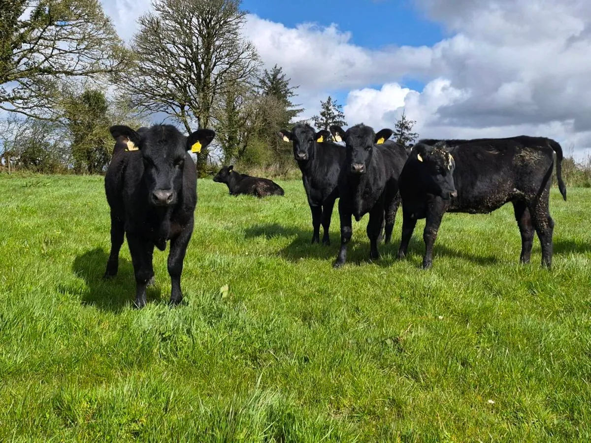25 Aberdeen Angus Heifers - Image 4