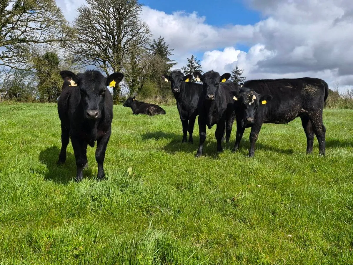 25 Aberdeen Angus Heifers - Image 3