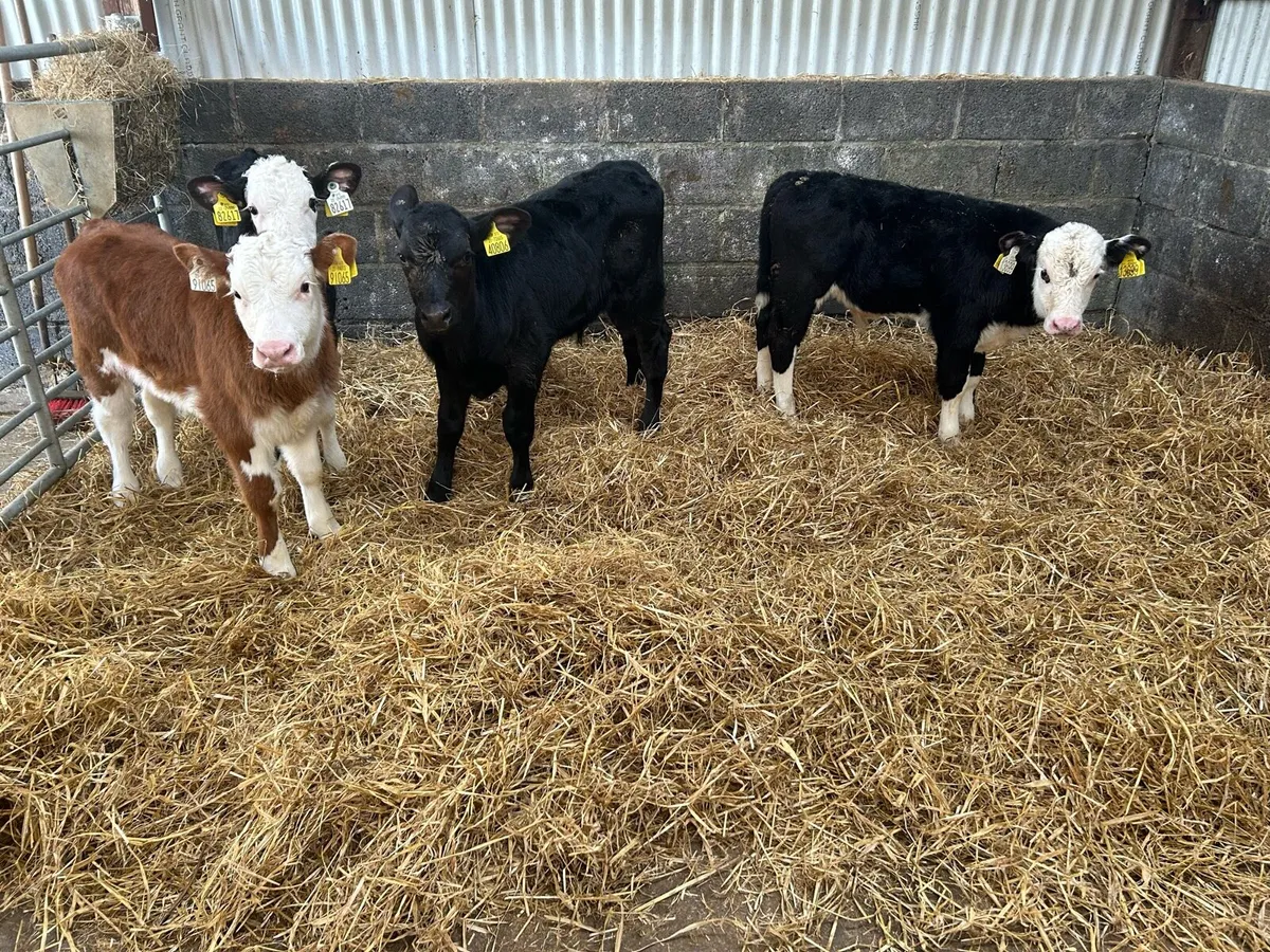 Fully Reared Hereford Bulls - Image 1