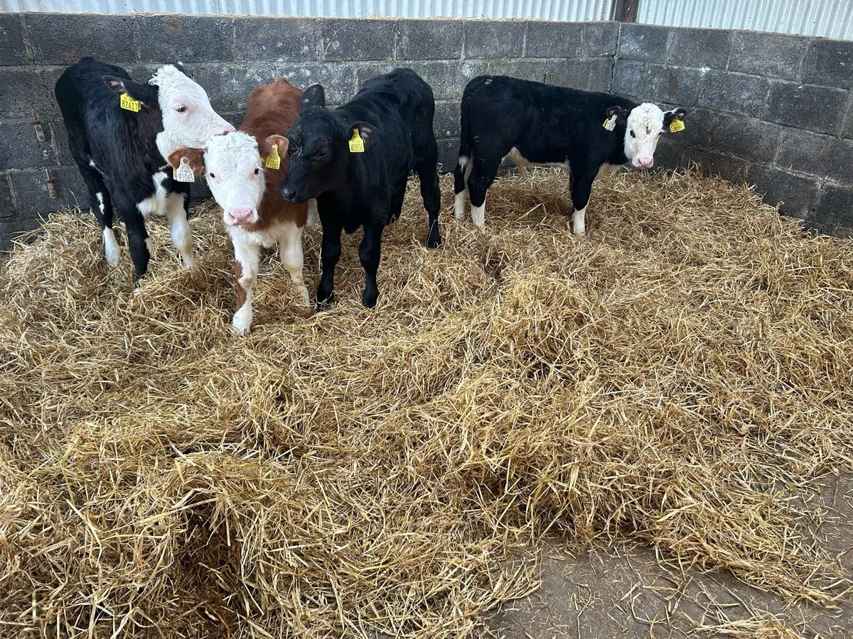 Fully Reared Hereford Bulls - Image 3