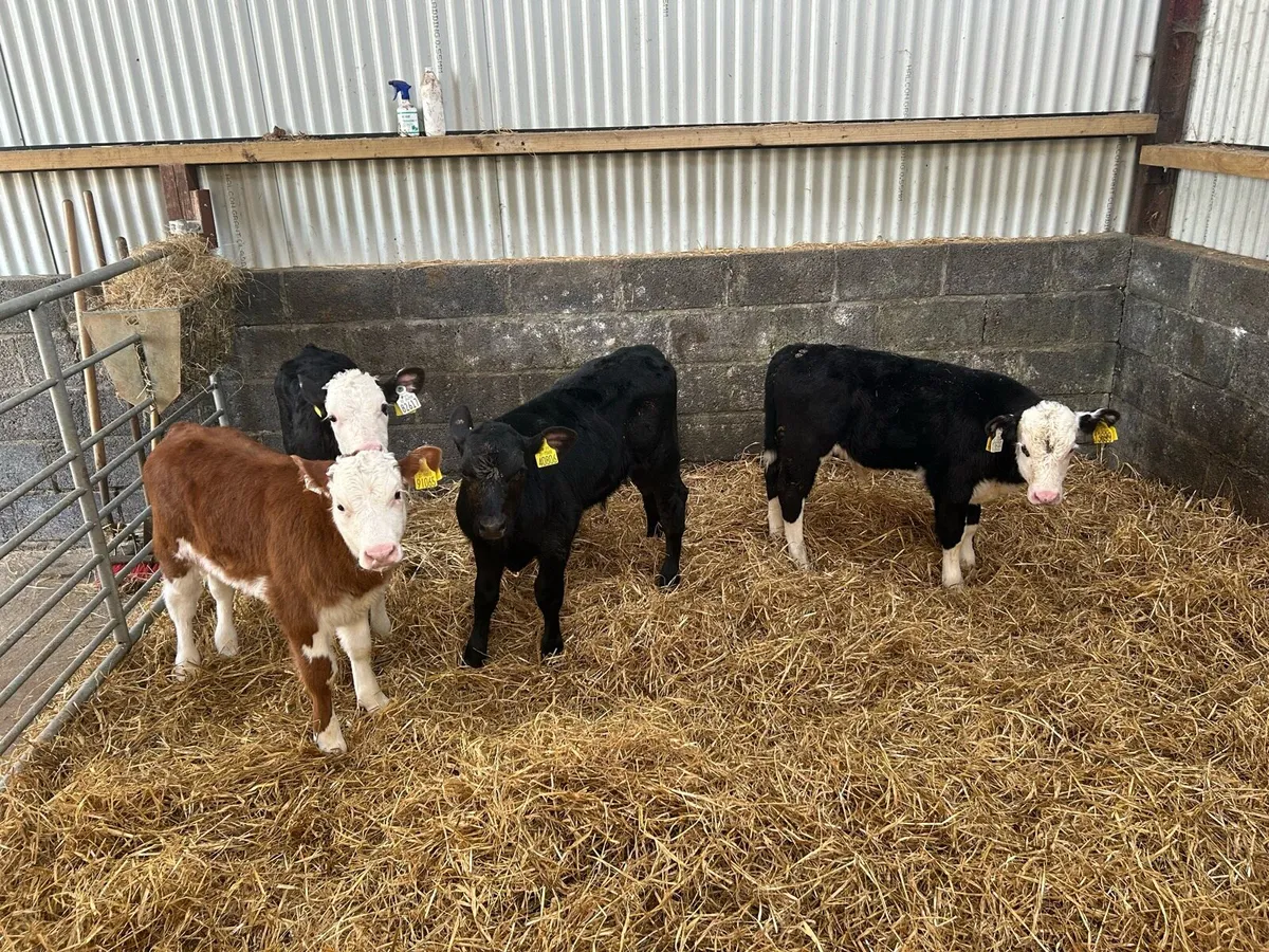 Fully Reared Hereford Bulls - Image 4