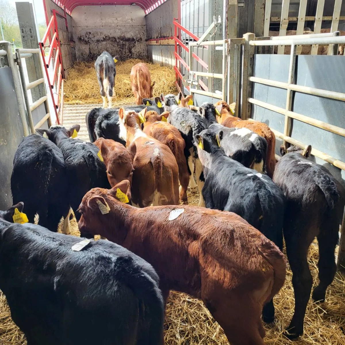 Top quality  calves  for sale - Image 1