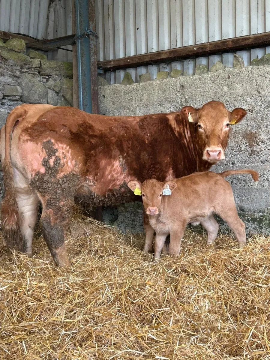 Heifers/ Calves - Image 1