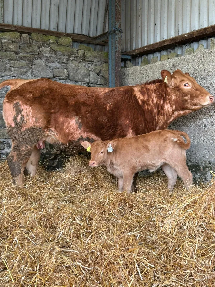 Heifers/ Calves - Image 2